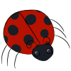 Ladybug