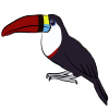 Toucan